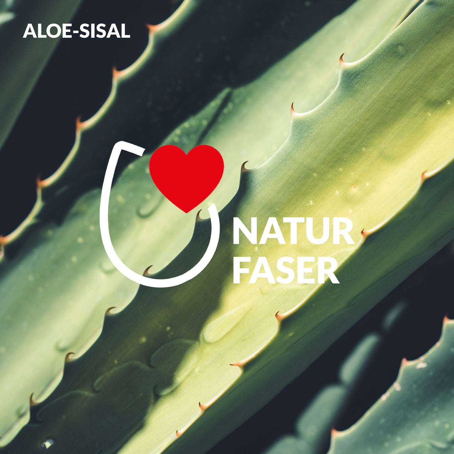 Aloe-Sisal Naturfaser – nachhaltige pflanzliche Basis für den riffi Lebendigkeit Massagegurt
